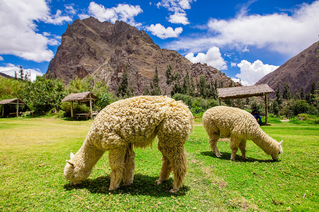 Alpaka in Ollantaytambo, Peru, Südamerika