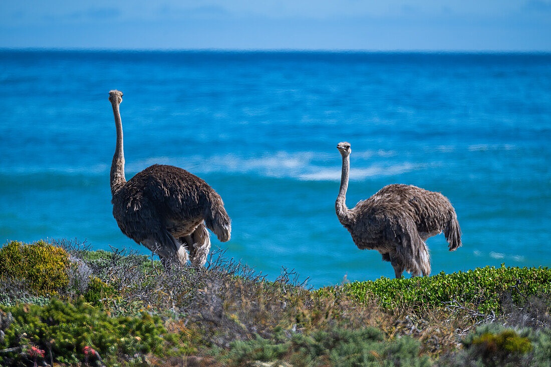 Ostrich in the Cape of Good Hope Nature Reserve, Cape Town, Cape Peninsula, South Africa, Africa