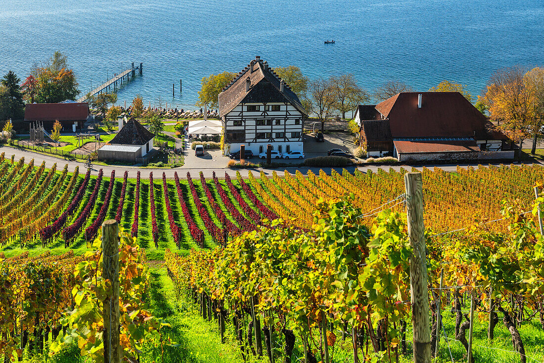 Winery Haltnau, with vineyards in autumn, Lake Constance, Meersburg, Upper Swabia, Baden-Wurttemberg, Germany, Europe