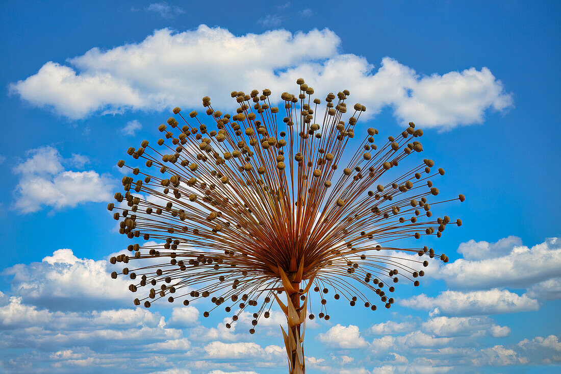 Sempre viva Pflanze (Paepalanthus speciosus), Serra da Canastra, Minas Gerais, Brasilien, Südamerika