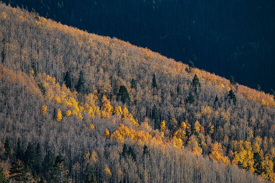 USA, New Mexico, Santa Fe, Espenbäume in Herbstfarben in den Sangre De Cristo Mountains