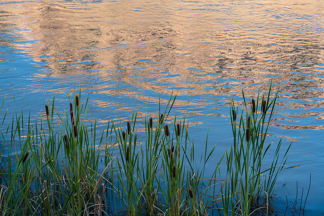 Usa, New Mexico, Abiquiu, Rio Chama, Cattails growing at Chama River 