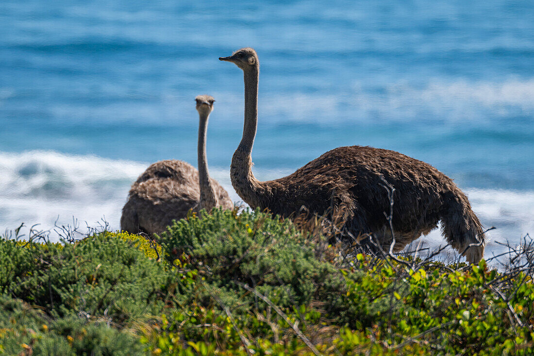 Ostrich in the Cape of Good Hope Nature Reserve, Cape Town, Cape Peninsula, South Africa, Africa