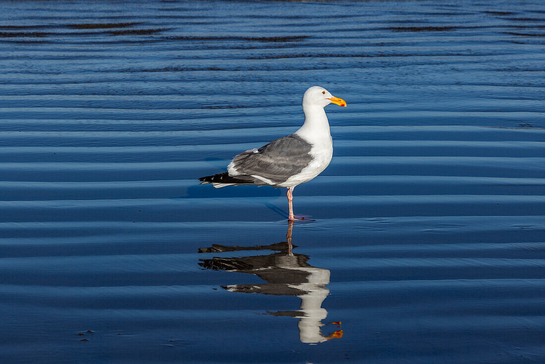 Möwe steht im flachen Wasser am Cannon Beach