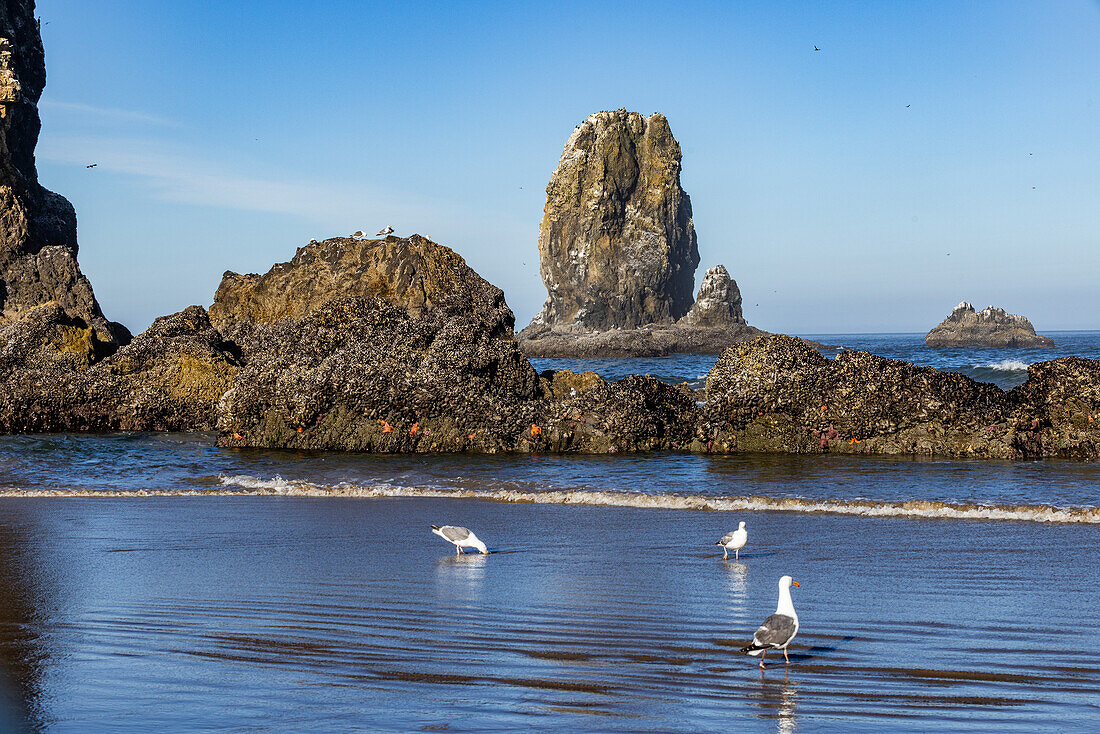 USA, Oregon, Möwen beim Waten im flachen Wasser am Cannon Beach