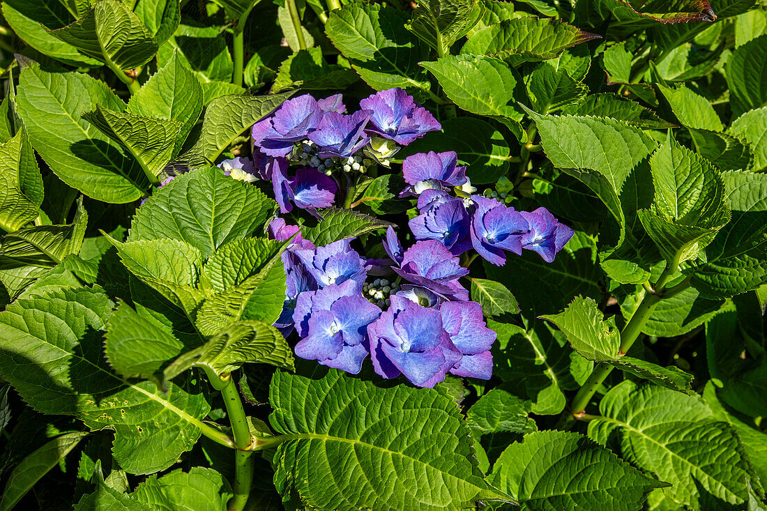 Purple hydrangea flower on a bush