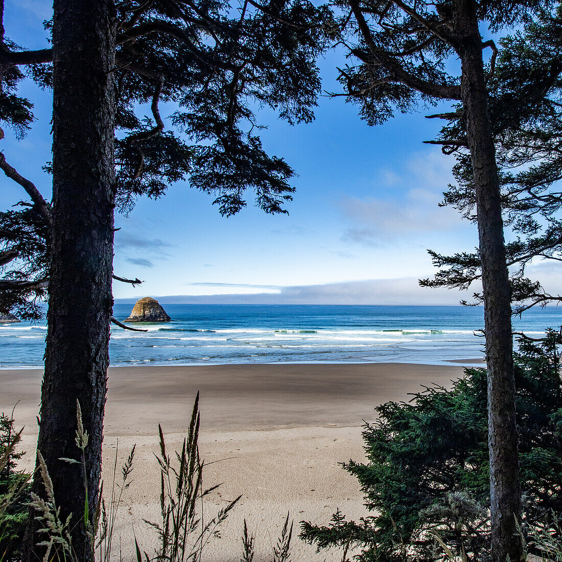 USA, Oregon, Pine trees and rock formation at Cannon Beach 