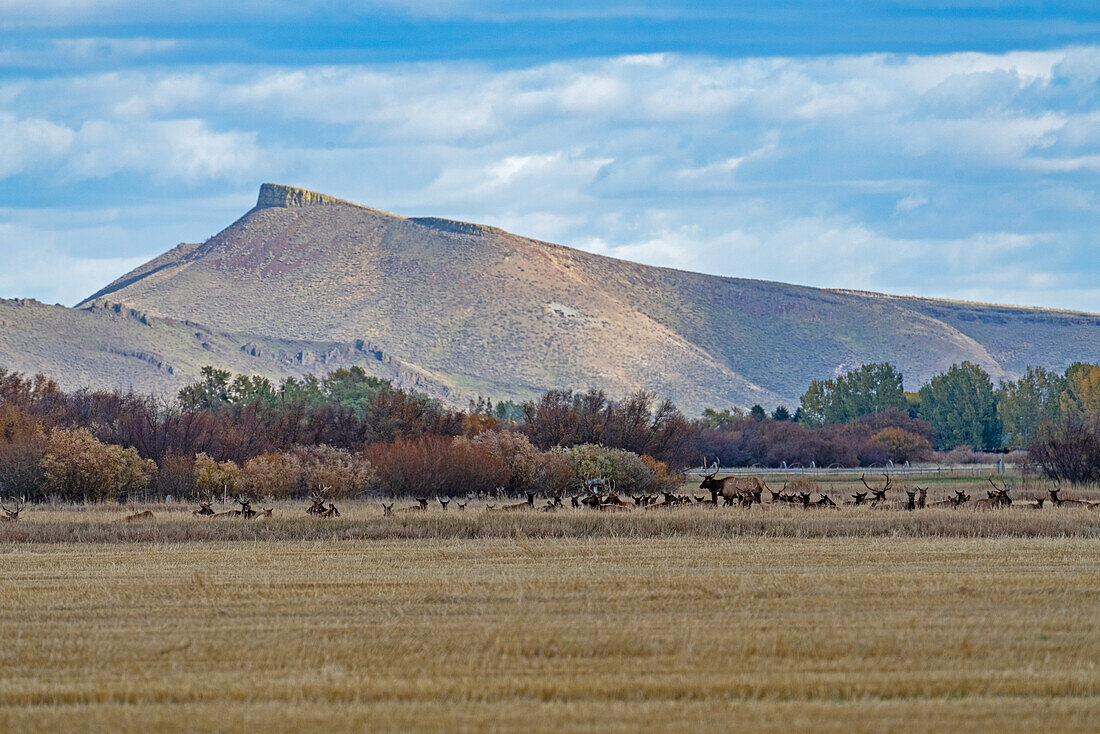 USA, Idaho, Bellevue, Field and hills in Fall season near Sun Valley