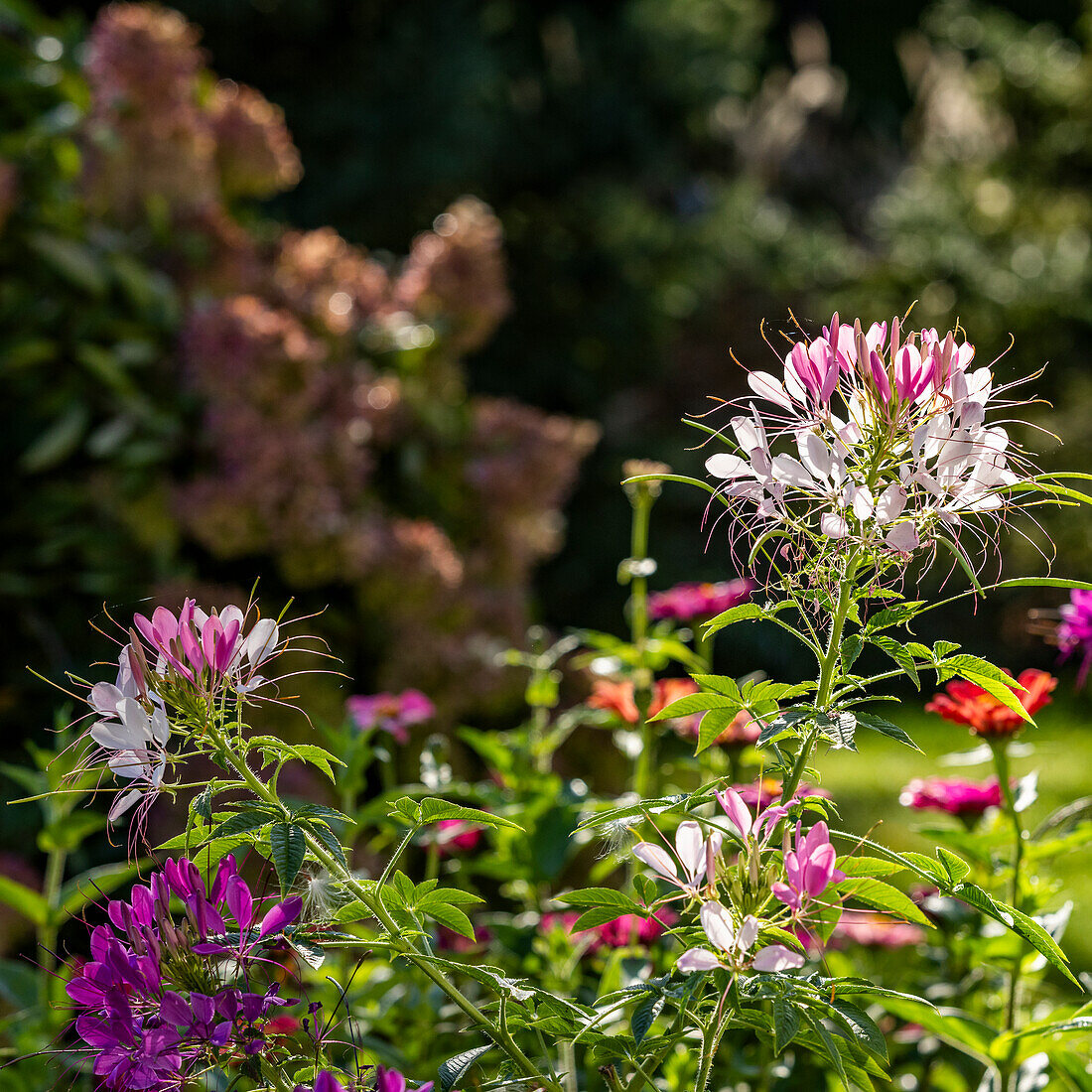 Close-up of flowers growing in garden in sunlight