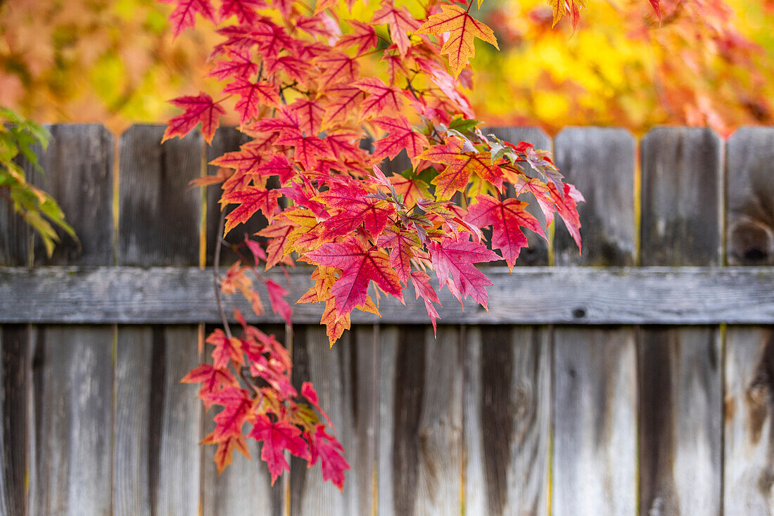 USA, Idaho, Bellevue, Nahaufnahme von roten Ahornblättern im Herbst in der Nähe von Sun Valley