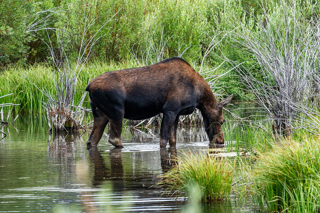 Cow moose drinking water in beaver pond 