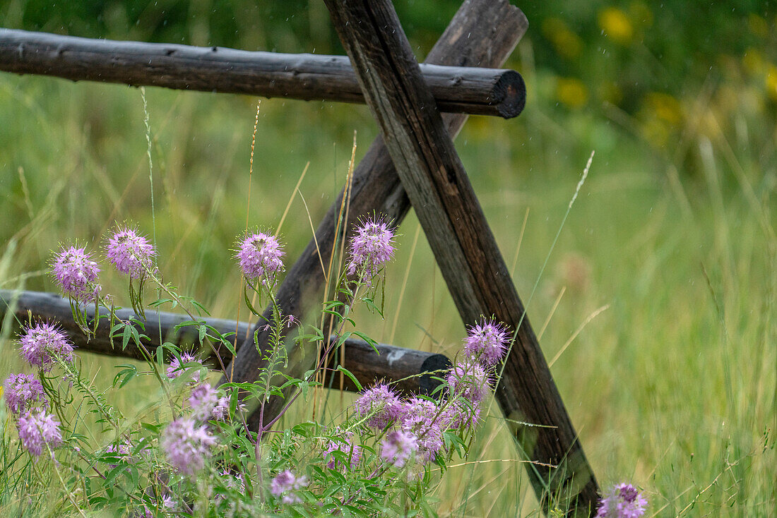 Nahaufnahme von rosa Wildblumen im Sommer