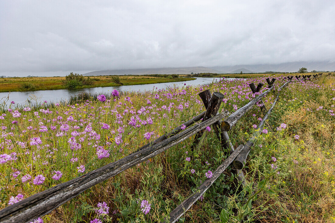 Pink wildflowers and wooden fence along river