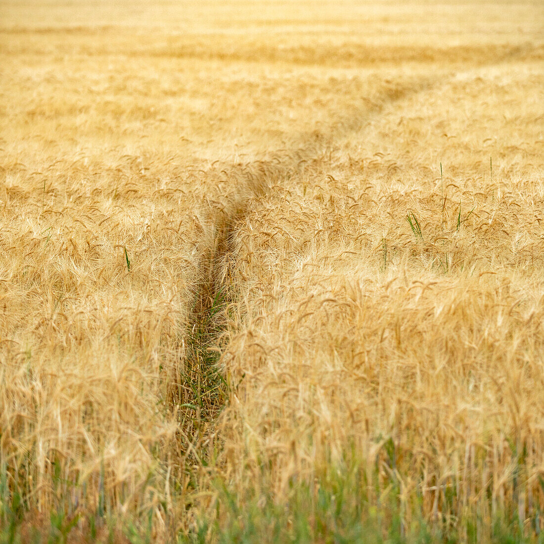 Animal trail in cereal field