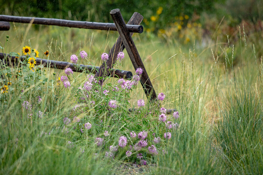 Rosa Wildblumen wachsen neben einem Holzzaun