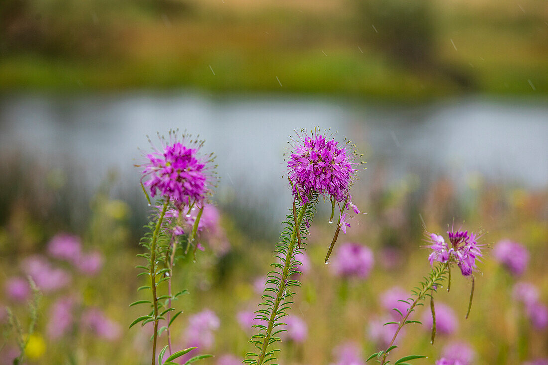 Nahaufnahme von rosa Wildblumen an einem regnerischen Tag