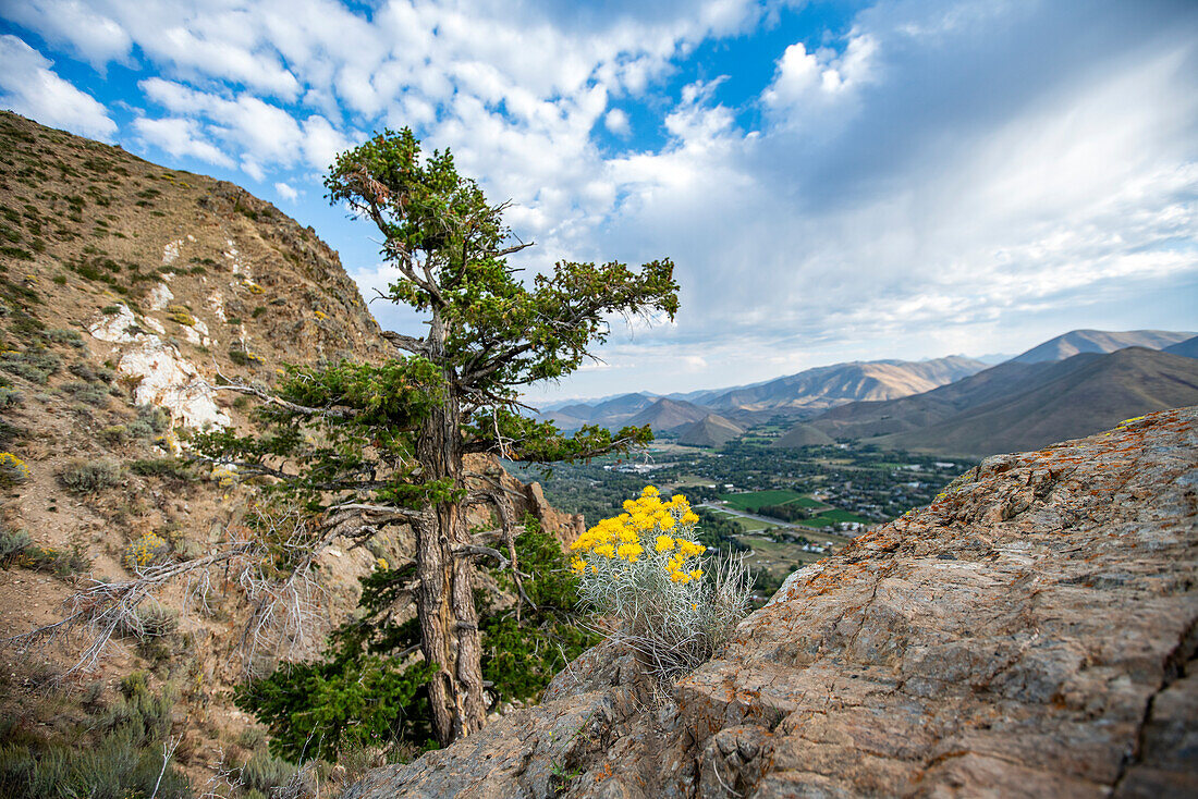 USA, Idaho, Hailey, Wildflowers and tree along Carbonate Mountain trail