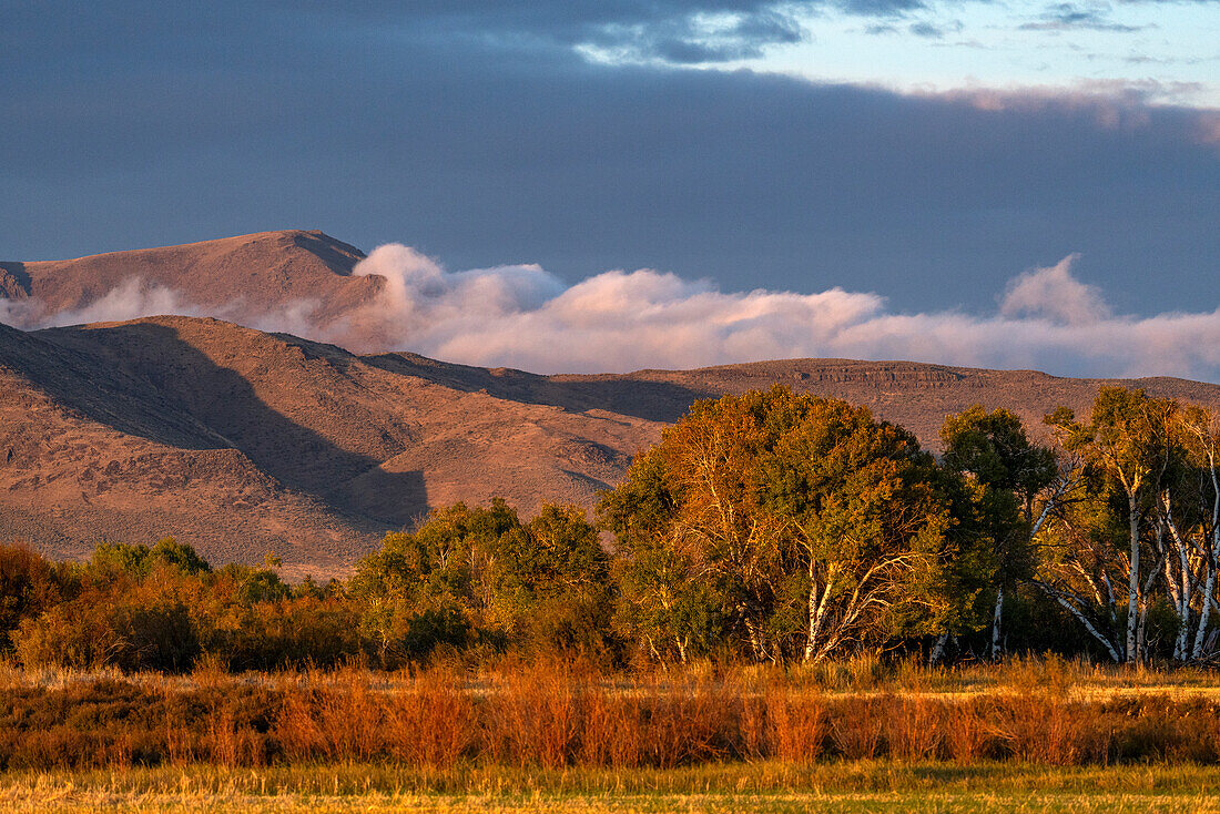 USA, Idaho, Bellevue, Bäume in ländlicher Landschaft mit Bergen im Hintergrund