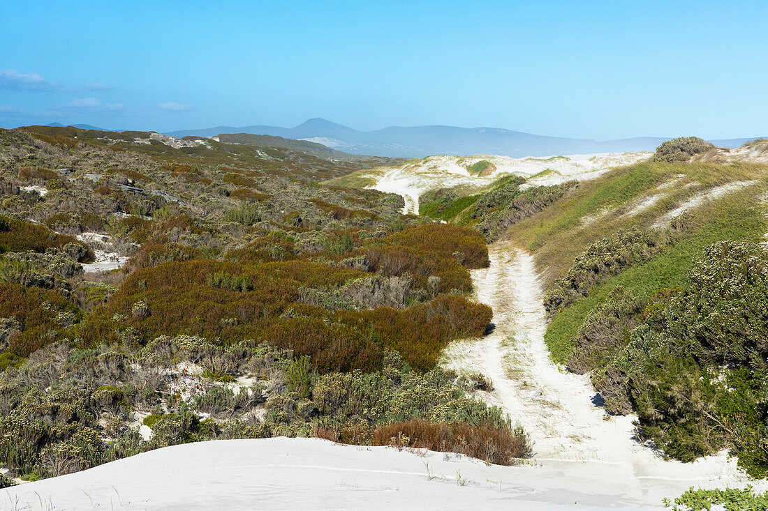 Südafrika, Hermanus, Sandiger Fußweg zwischen Büschen im Walker Bay Naturreservat