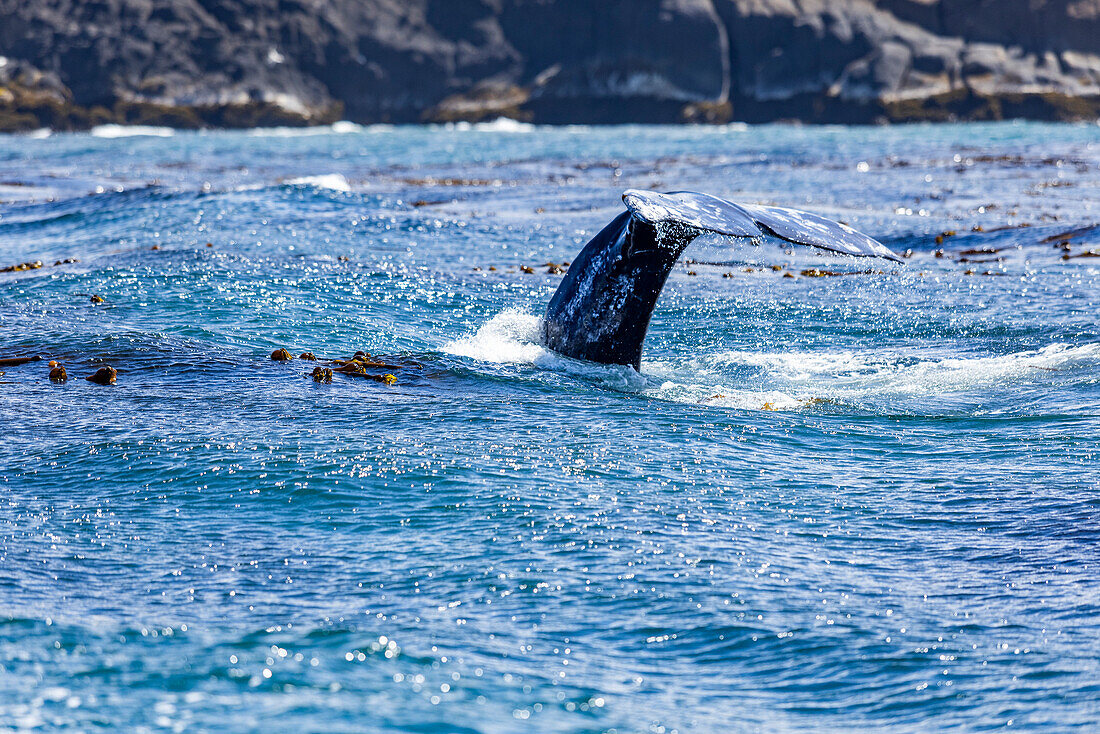 California gray whale dives for the bottom showing the flukes of its tail 