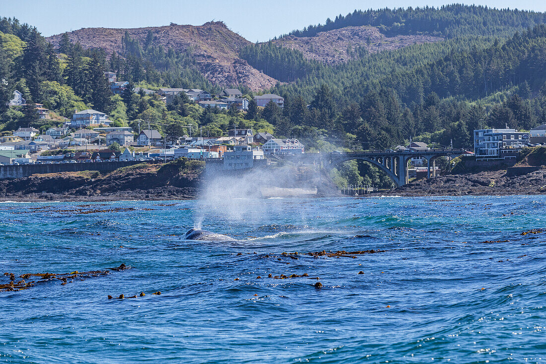 Kalifornischer Grauwal taucht außerhalb des Hafens von Depoe Bay