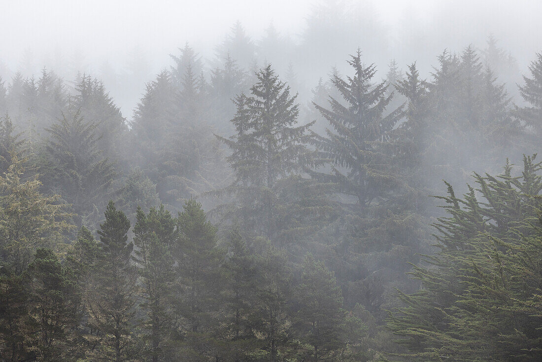 USA, Oregon, Coos Bay, Forest in fog 