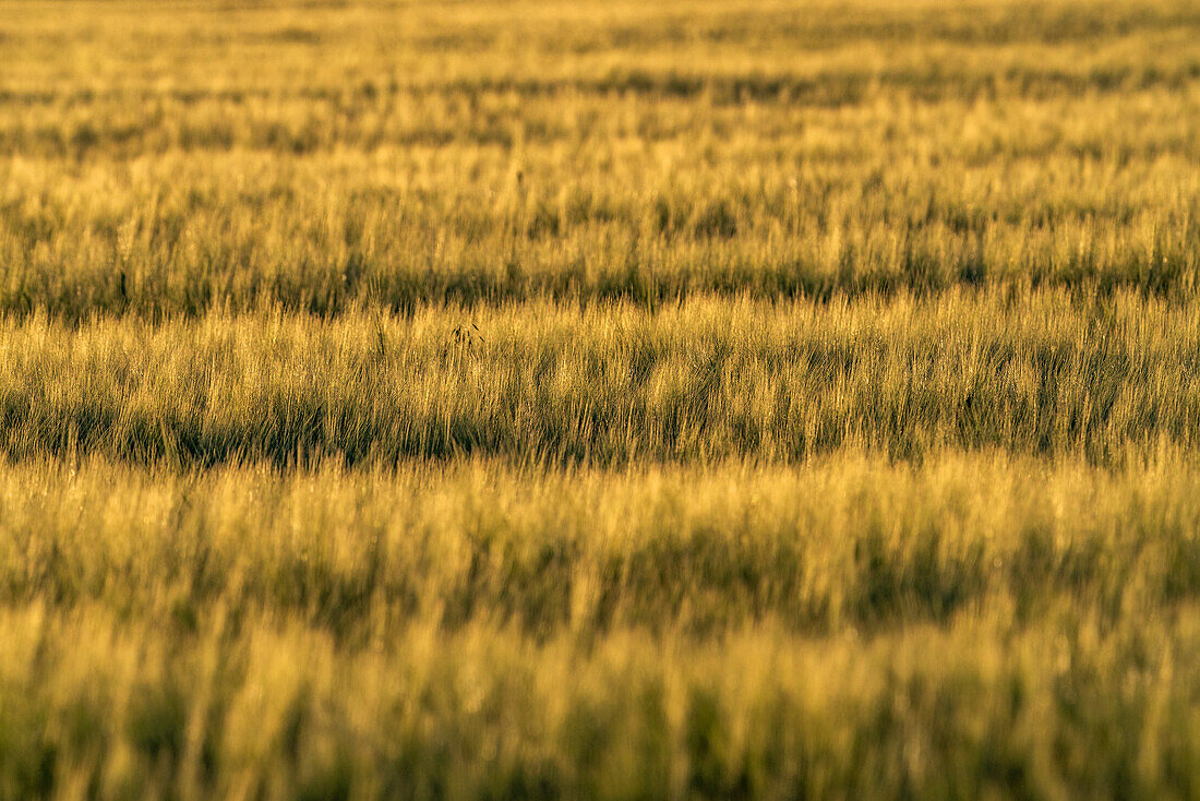 View of green field of growing cereal