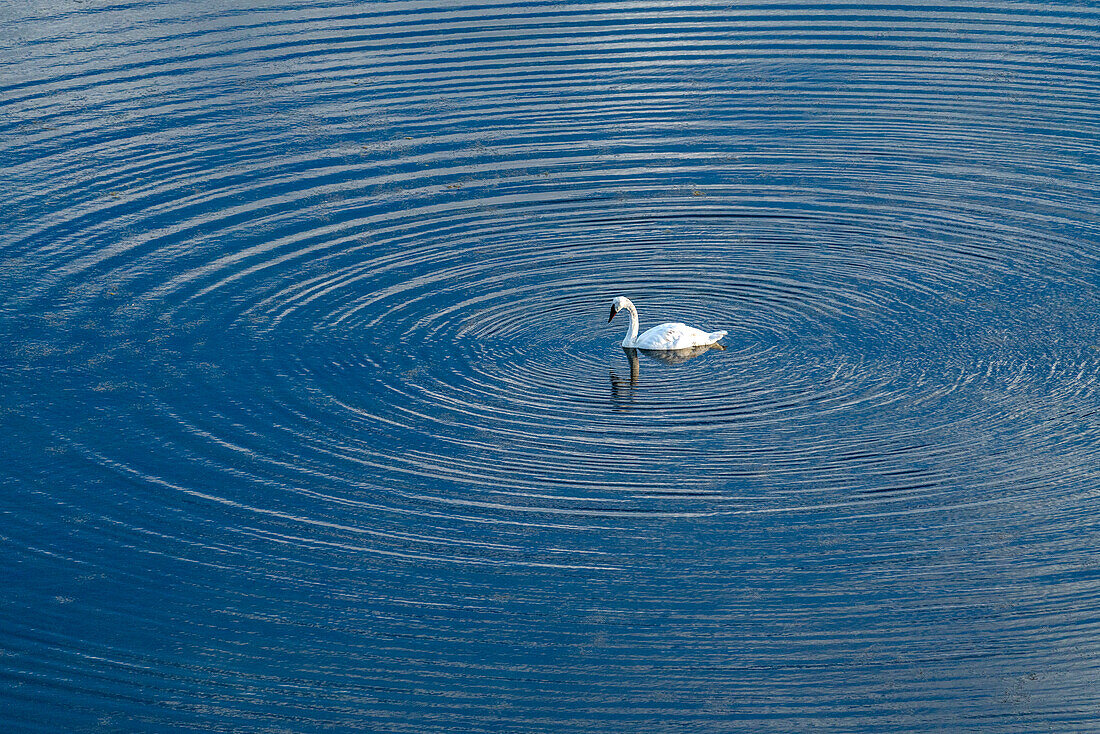 Trompeterschwan (Cygnus Buccinator) schwimmt auf der Seeoberfläche