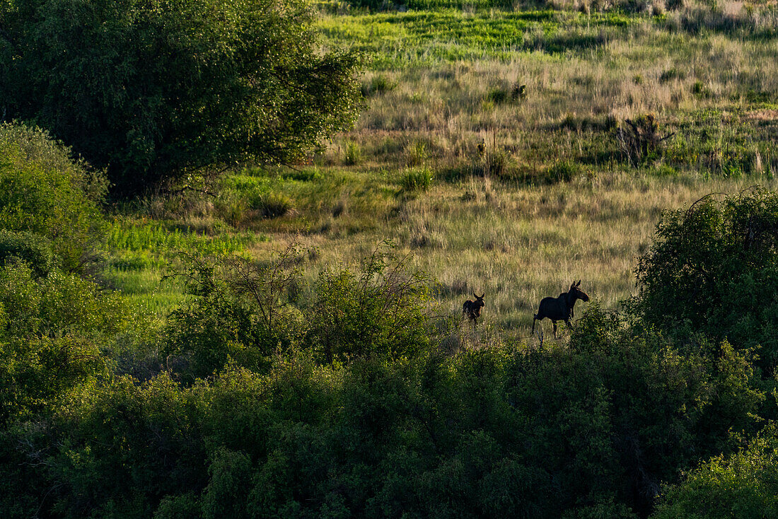 Elchkuh (Alces Alces) und Elchkalb laufen über eine Wiese