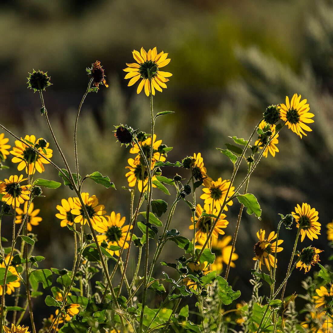 Clump of sunflowers blooming in morning light