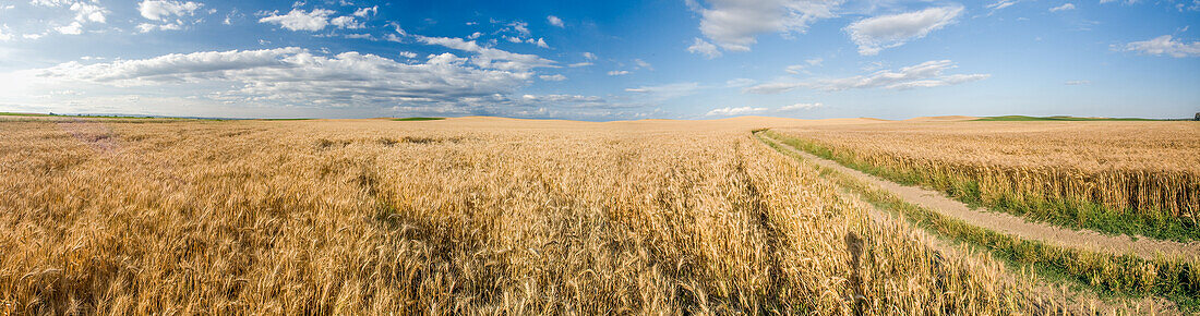 Panoramablick auf ein goldenes Weizenfeld in Andalusien