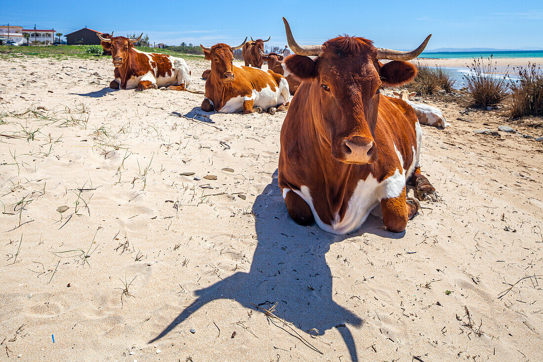 Kühe am Strand