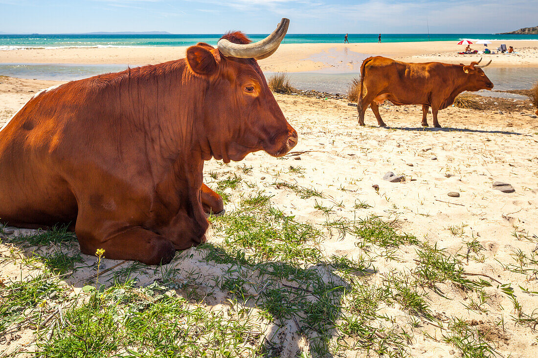 Kühe am Strand