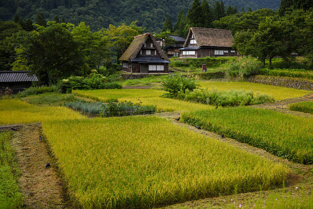 Gassho-zukuri-Dorf von Ainokura