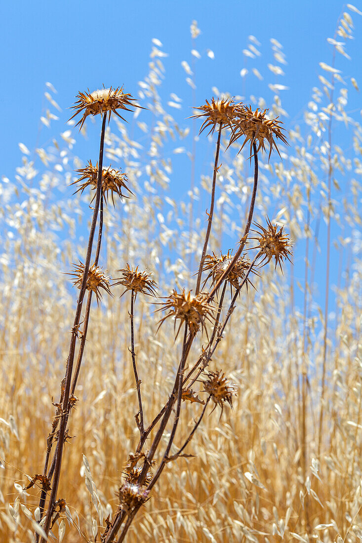 Disteln vor einem blauen Himmel in Andalusien