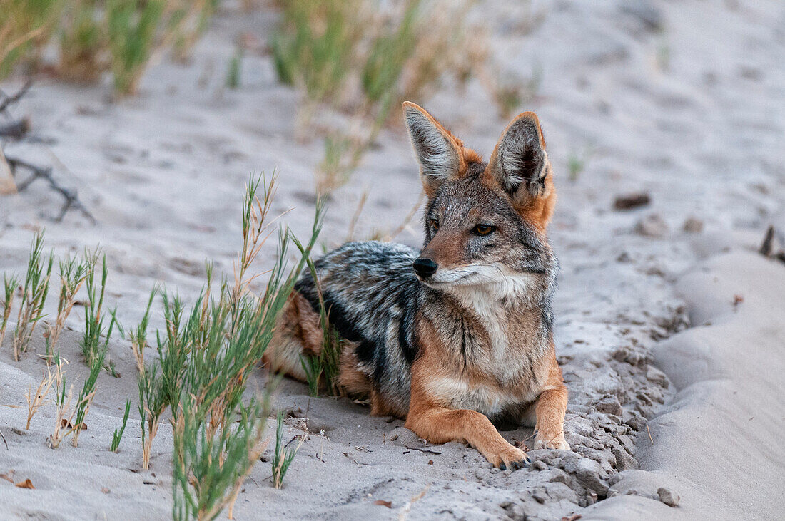 Porträt eines Schabrackenschakals, Canis mesomelas, beim Ruhen. Nxai-Pan-Nationalpark, Botsuana.