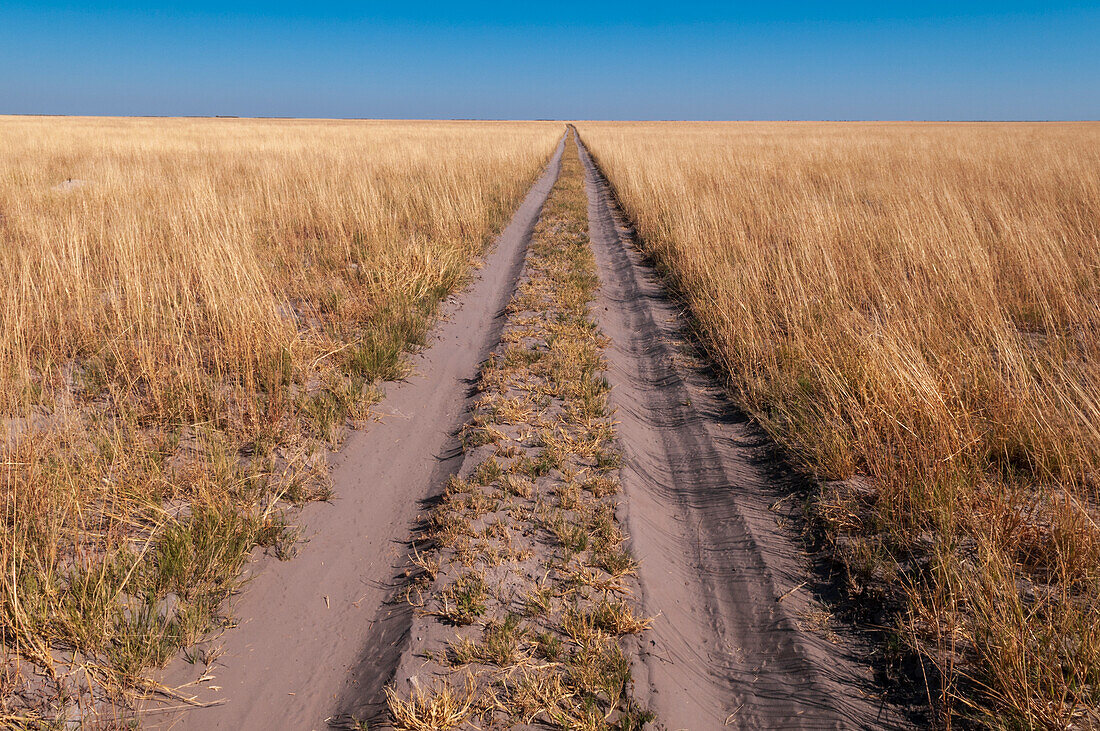 Fahrzeugspuren auf einer sandigen Schotterstraße durch eine weite Savanne. Kudiakam Pan, Nxai Pan National Park, Botswana.