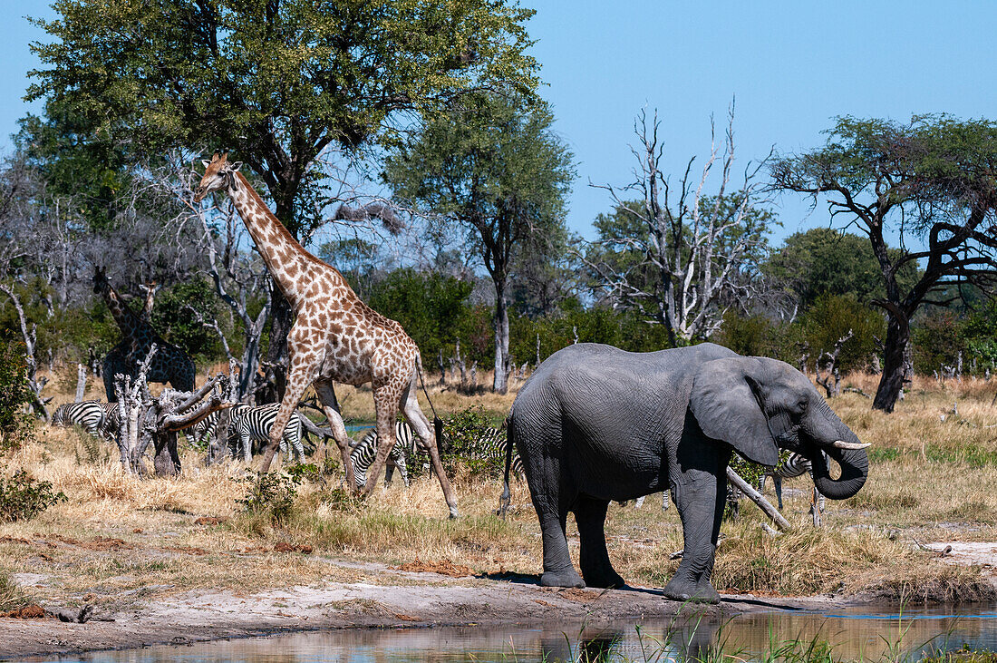 An African elephant, Loxodonta Africana, plains zebras, Equus quagga, and a southern giraffe, Giraffa camelopardalis, gathered at a waterhole. Khwai Concession Area, Okavango Delta, Botswana.