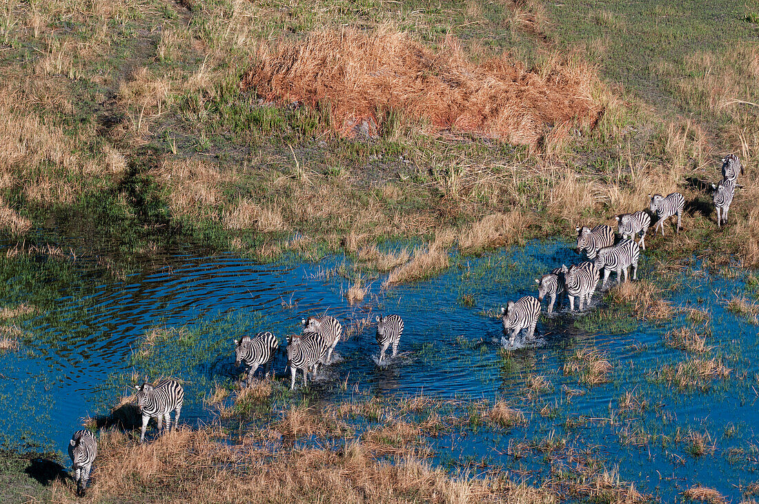 Aerial view of plains zebras, Equus quagga, walking in an Okavango Delta flood plain, Botswana.