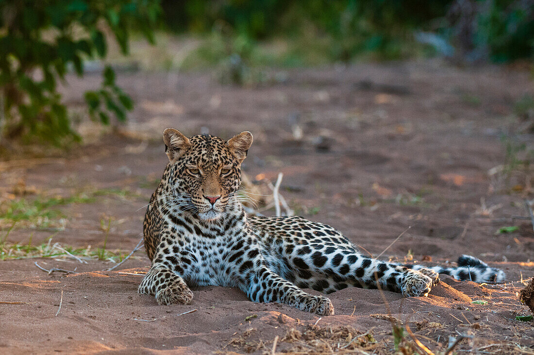 Portrait of a leopard, Panthera pardus, at rest. Mashatu Game Reserve, Botswana.