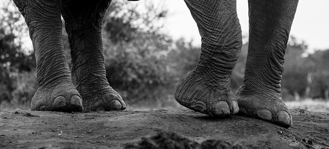 Nahaufnahme der Füße eines Afrikanischen Elefanten, Loxodonta Africana. Mashatu-Wildreservat, Botsuana.