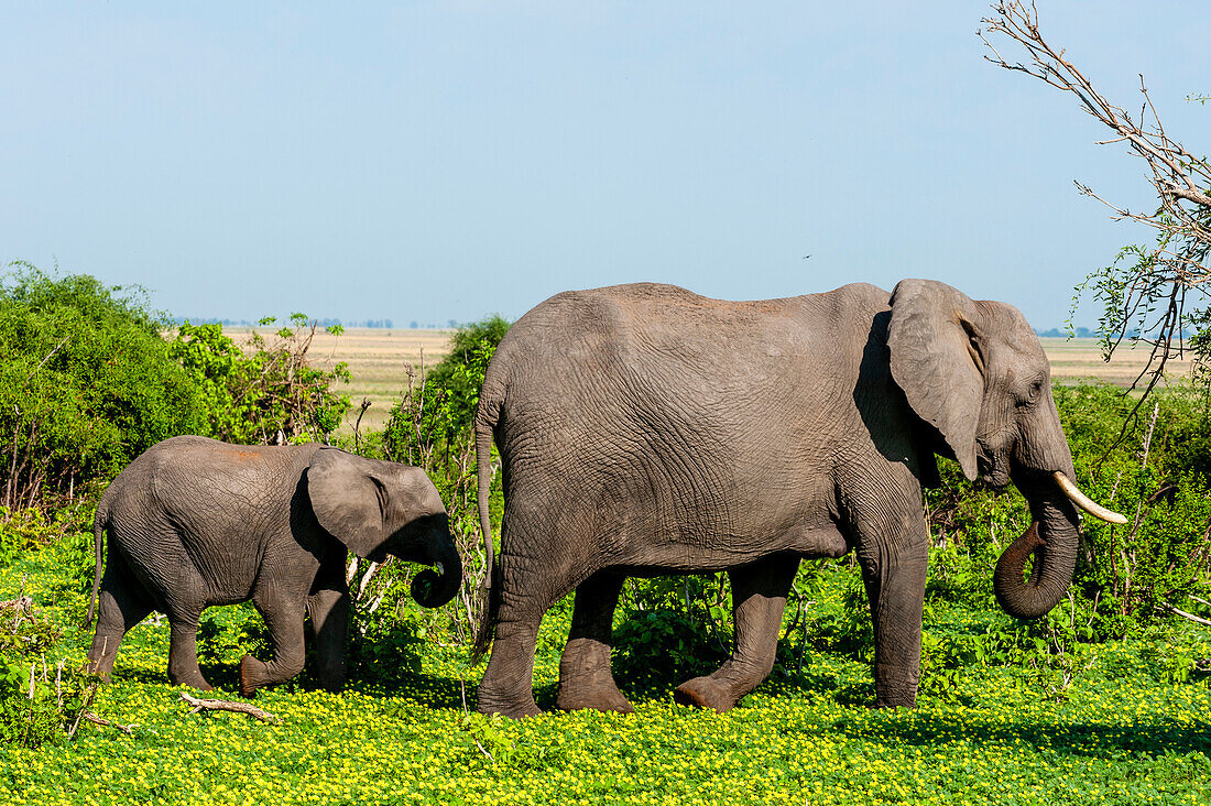 Ein weiblicher Afrikanischer Elefant, Loxodonta Africana, geht mit seinem Kalb spazieren. Chobe-Nationalpark, Botsuana.