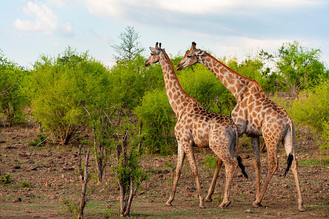 A male and a female southern giraffe, Giraffa camelopardalis, walking together through a shrubby landscape. Chobe National Park, Botswana.