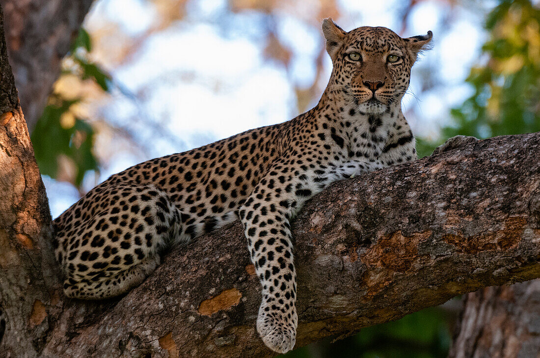 A female leopard, Panthera pardus, on a large tree branch looking at the camera. Khwai Concession, Okavango Delta, Botswana.