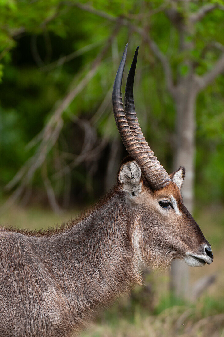 Porträt eines Wasserbocks, Kobus ellipsiprymnus. Khwai-Konzession, Okavango-Delta, Botsuana.