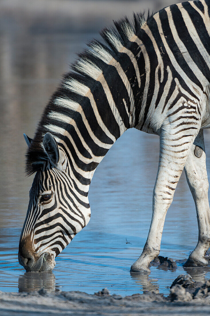 A Burchell's zebra, Equus burchellii, drinking at a waterhole. Okavango Delta, Botswana.