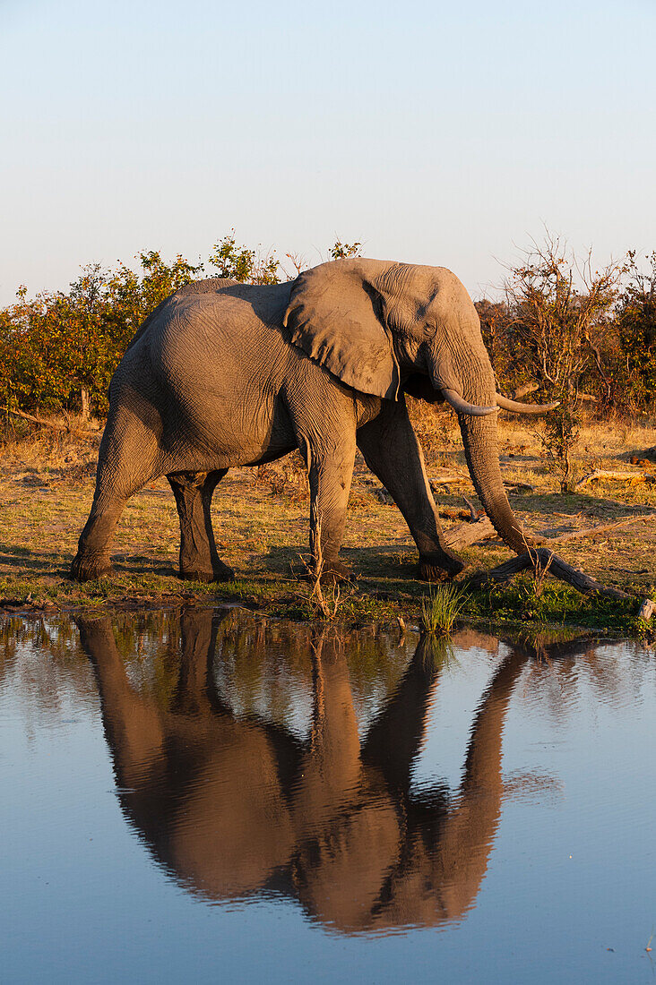 Ein afrikanischer Elefant, Loxodonta Africana, spaziert neben einem Wasserloch. Okavango-Delta, Botsuana.