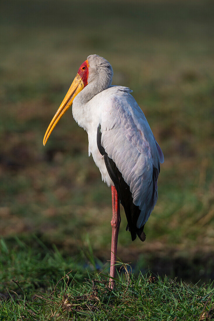 Ein Gelbschnabelstorch, Mycteria ibis, im Chobe-Nationalpark. Botsuana.