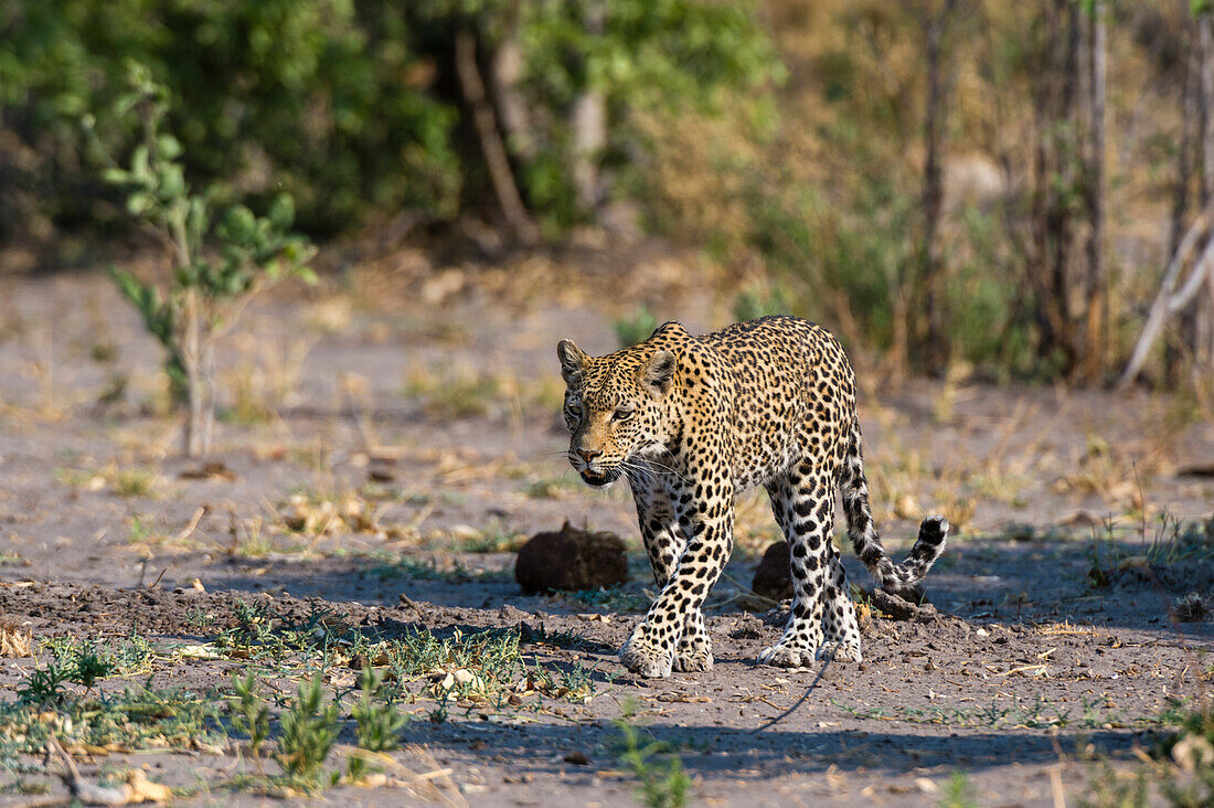 A female leopard, Panthera pardus, walking in Chobe National Park's Savuti marsh. Botswana.