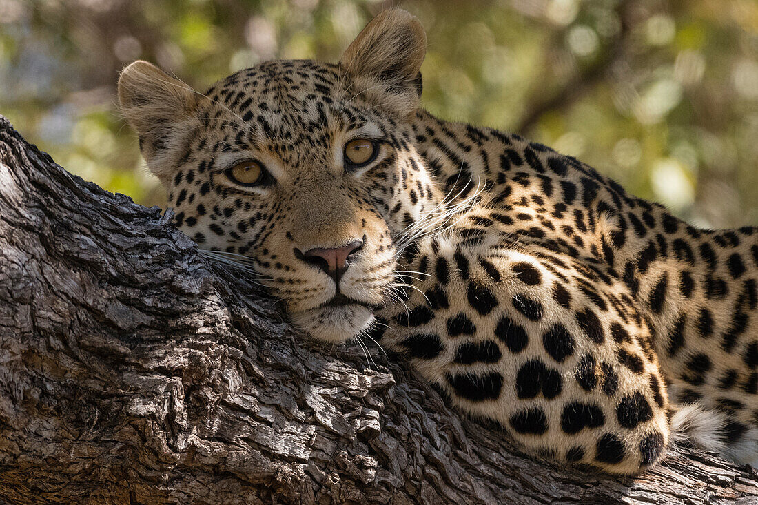 Porträt eines Leoparden, Panthera pardus, der sich auf einem Baum ausruht und in die Kamera schaut. Khwai-Konzessionsgebiet, Okavango-Delta, Botsuana